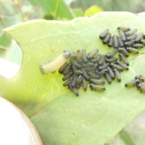 Paropsisterna cloelia at Emu Creek - 5 Jan 2024