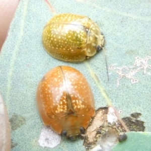 Paropsisterna cloelia at Emu Creek - 5 Jan 2024