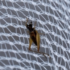 Trigonidium sp. (genus) (A Sword-tail Cricket) at Higgins, ACT - 2 Jan 2024 by AlisonMilton