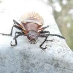 Ecnolagria sp. (genus) (A brown darkling beetle) at Emu Creek Belconnen (ECB) - 5 Jan 2024 by JohnGiacon