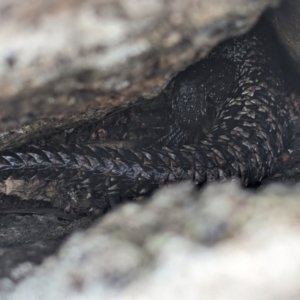 Egernia cunninghami at McQuoids Hill NR (MCQ) - 5 Jan 2024 02:31 PM