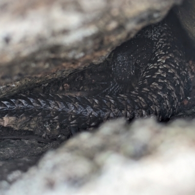 Egernia cunninghami (Cunningham's Skink) at McQuoids Hill - 5 Jan 2024 by HelenCross