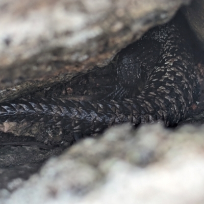 Egernia cunninghami (Cunningham's Skink) at Kambah, ACT - 5 Jan 2024 by HelenCross