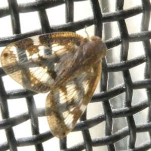 Scolypopa australis at Emu Creek Belconnen (ECB) - 5 Jan 2024