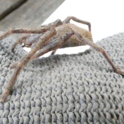 Isopeda (genus) (Huntsman Spider) at Emu Creek Belconnen (ECB) - 5 Jan 2024 by JohnGiacon