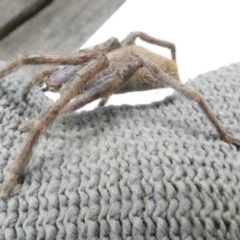 Isopeda sp. (genus) (Huntsman Spider) at Emu Creek Belconnen (ECB) - 4 Jan 2024 by JohnGiacon