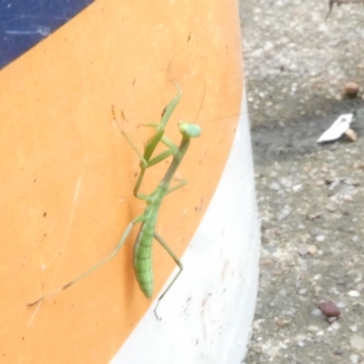 Unidentified Praying mantis (Mantodea) at Belconnen, ACT - 2 Jan 2024 by JohnGiacon