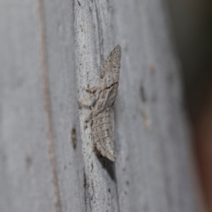 Ledromorpha planirostris at Higgins Woodland - 23 Dec 2022