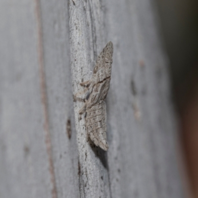 Ledromorpha planirostris (A leafhopper) at Higgins Woodland - 22 Dec 2022 by AlisonMilton