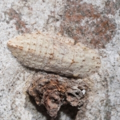 Ledromorpha planirostris at Higgins Woodland - 23 Dec 2022