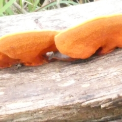 Piptoporus australiensis (Curry Punk) at Flea Bog Flat to Emu Creek Corridor - 2 Jan 2024 by JohnGiacon