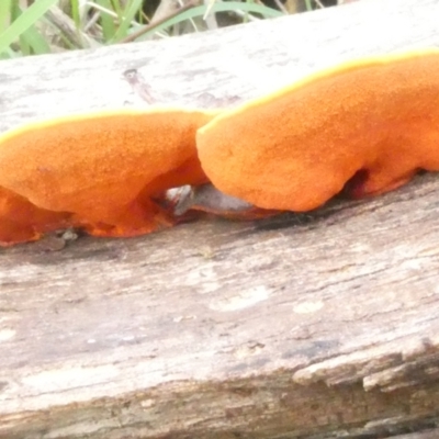 Piptoporus australiensis (Curry Punk) at Emu Creek - 2 Jan 2024 by JohnGiacon