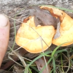 Piptoporus australiensis at Flea Bog Flat to Emu Creek Corridor - 3 Jan 2024