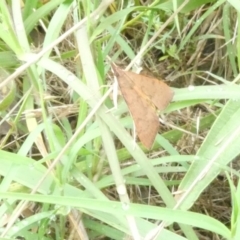 Uresiphita ornithopteralis (Tree Lucerne Moth) at Flea Bog Flat to Emu Creek Corridor - 2 Jan 2024 by JohnGiacon