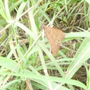 Uresiphita ornithopteralis at Flea Bog Flat to Emu Creek Corridor - 3 Jan 2024 09:58 AM