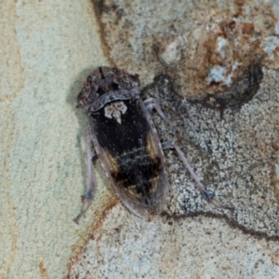 Stenocotis depressa (Leafhopper) at Higgins, ACT - 3 Jan 2024 by AlisonMilton