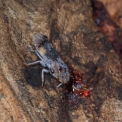 Stenocotis depressa at Higgins, ACT - 3 Jan 2024 07:58 AM