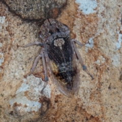 Stenocotis depressa at Higgins, ACT - 3 Jan 2024 07:58 AM