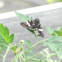 Phalaenoides glycinae (Grapevine Moth) at Emu Creek Belconnen (ECB) - 2 Jan 2024 by JohnGiacon