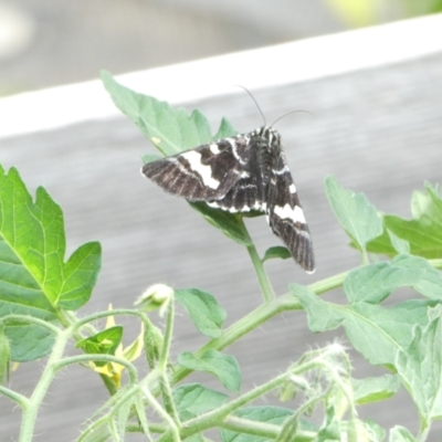 Phalaenoides glycinae (Grapevine Moth) at Emu Creek - 2 Jan 2024 by JohnGiacon