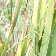 Acrida conica (Giant green slantface) at Flea Bog Flat to Emu Creek Corridor - 2 Jan 2024 by JohnGiacon