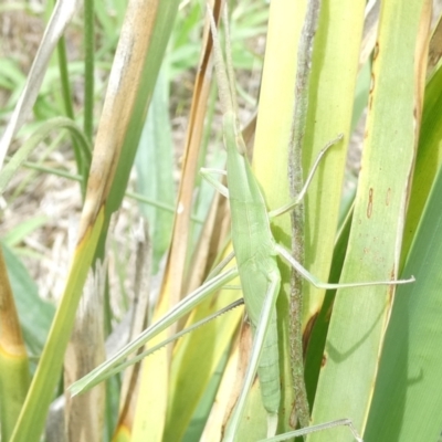 Acrida conica (Giant green slantface) at Emu Creek - 2 Jan 2024 by JohnGiacon