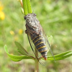 Atrapsalta furcilla at McQuoids Hill - 5 Jan 2024