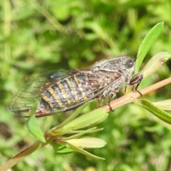 Atrapsalta furcilla at McQuoids Hill - 5 Jan 2024