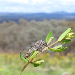 Atrapsalta furcilla at McQuoids Hill - 5 Jan 2024