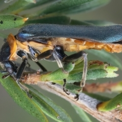Chauliognathus lugubris (Plague Soldier Beetle) at Bombay, NSW - 2 Jan 2024 by jb2602