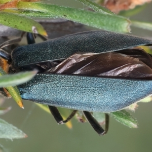 Chauliognathus lugubris at QPRC LGA - 2 Jan 2024