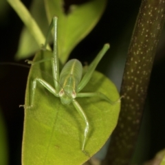 Caedicia simplex (Common Garden Katydid) at Higgins, ACT - 2 Jan 2024 by AlisonMilton