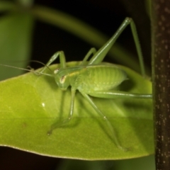 Caedicia simplex at Higgins, ACT - 3 Jan 2024