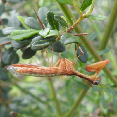 Campion sp. (genus) (Mantis Fly) at McQuoids Hill NR (MCQ) - 5 Jan 2024 by HelenCross