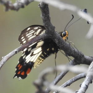 Papilio anactus at McQuoids Hill - 5 Jan 2024