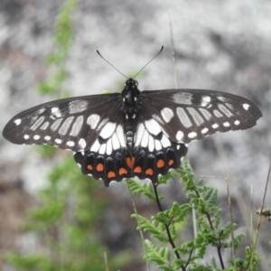 Papilio anactus at McQuoids Hill - 5 Jan 2024