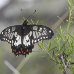 Papilio anactus at McQuoids Hill - 5 Jan 2024