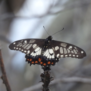 Papilio anactus at McQuoids Hill - 5 Jan 2024