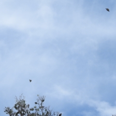 Papilio anactus at McQuoids Hill - 5 Jan 2024