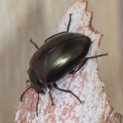 Chalcopteroides sp. (genus) (Rainbow darkling beetle) at Higgins, ACT - 3 Jan 2024 by AlisonMilton