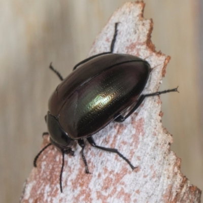 Chalcopteroides sp. (genus) (Rainbow darkling beetle) at Higgins, ACT - 3 Jan 2024 by AlisonMilton