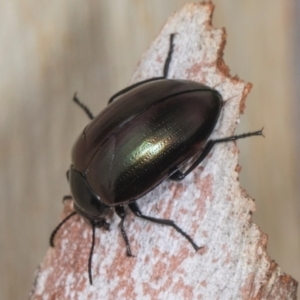 Chalcopteroides sp. (genus) at Higgins, ACT - 3 Jan 2024