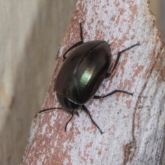 Chalcopteroides sp. (genus) at Higgins, ACT - 3 Jan 2024