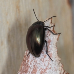 Chalcopteroides sp. (genus) at Higgins, ACT - 3 Jan 2024