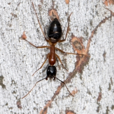 Camponotus consobrinus (Banded sugar ant) at Higgins, ACT - 3 Jan 2024 by AlisonMilton