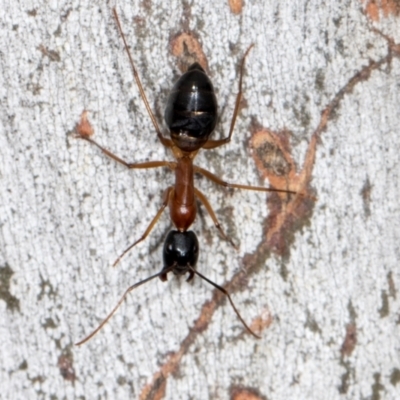 Camponotus consobrinus (Banded sugar ant) at Higgins, ACT - 2 Jan 2024 by AlisonMilton