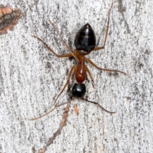 Camponotus consobrinus at Higgins, ACT - 3 Jan 2024 08:33 AM