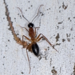 Camponotus consobrinus at Higgins, ACT - 3 Jan 2024 08:33 AM