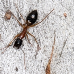 Camponotus consobrinus at Higgins, ACT - 3 Jan 2024 08:33 AM