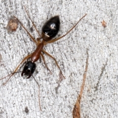 Camponotus consobrinus at Higgins, ACT - 3 Jan 2024